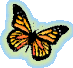 Orange Butterfly