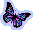 Multicolored Butterfly