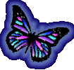 Multicolor Butterfly